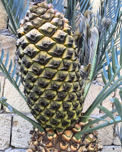 Encephalartos lehmannii SEEDS - - SEMI no heenanii woodii - Picture 4 of 8