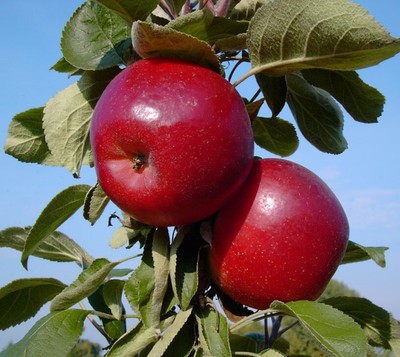 Säulenapfel Starline   Red River (S) Säulenapfelbaum Balkonobst Heckenobst