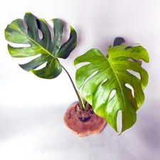 Monstera deliciosa green on green   Free Phytosanitary Certificate