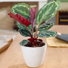 1 x Indoor Calathea Medallion 30-40cm Potted Plant for Home or Office