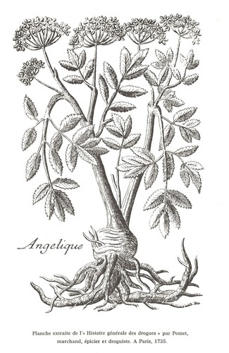 Les HERBES du SOLIEIL von Jean PAGNOL Zeichnungen und Fotos Edit Aubanel 1976 EO SELTEN - Bild 19 von 24