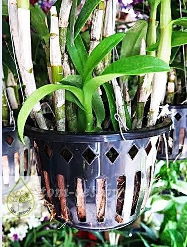 3 Round Vanda Orchid Mesh Net Pot Basket Cup 6" Hanging Phalaenopsis Paphiopedil - Picture 6 of 7