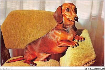 AILP8-0836 - DOG - Dachshund