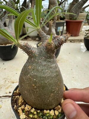 Pachypodium rosulatum var. gracilius H.Perrier Rare ventes exceptionnelles tuberous plants 5-6cm