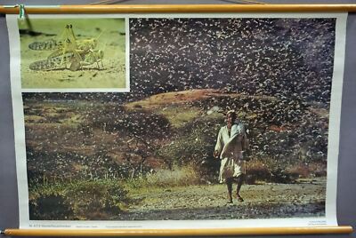 Wanderheuschrecke Plage Afrika Schulwandkarte Rollbild vintage Poster