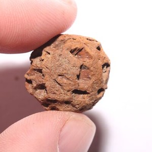 METASEQUOIA PINE CONE FOSSIL - Hell Creek Formation Cretaceous BEAUTIFUL