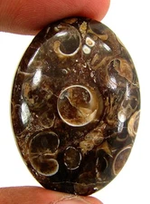 57.10 Ct Natural Turritella Agate Loose Gem Cabochon Wire Wrap Stone - 30118