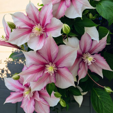 25 Double Pink White Clematis Seeds Flower Seed Perennial Flowers Vine US SELLER