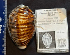 CYPRAEIDAE Cypraea tigris SPECIAL COLOR 65.5mm Bohol, Philippines 2009