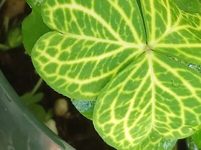 $14+ Value Rare OXALIS  WELL ROOTED SMALL PLANT EASY GROWER& MULTIPLES READILY!