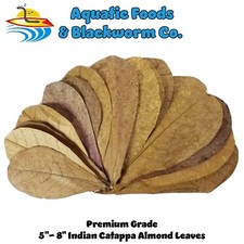 400 leaves, 5"-8" Indian Catappa Almond Leaves, Tannin Rich, Premium Grade