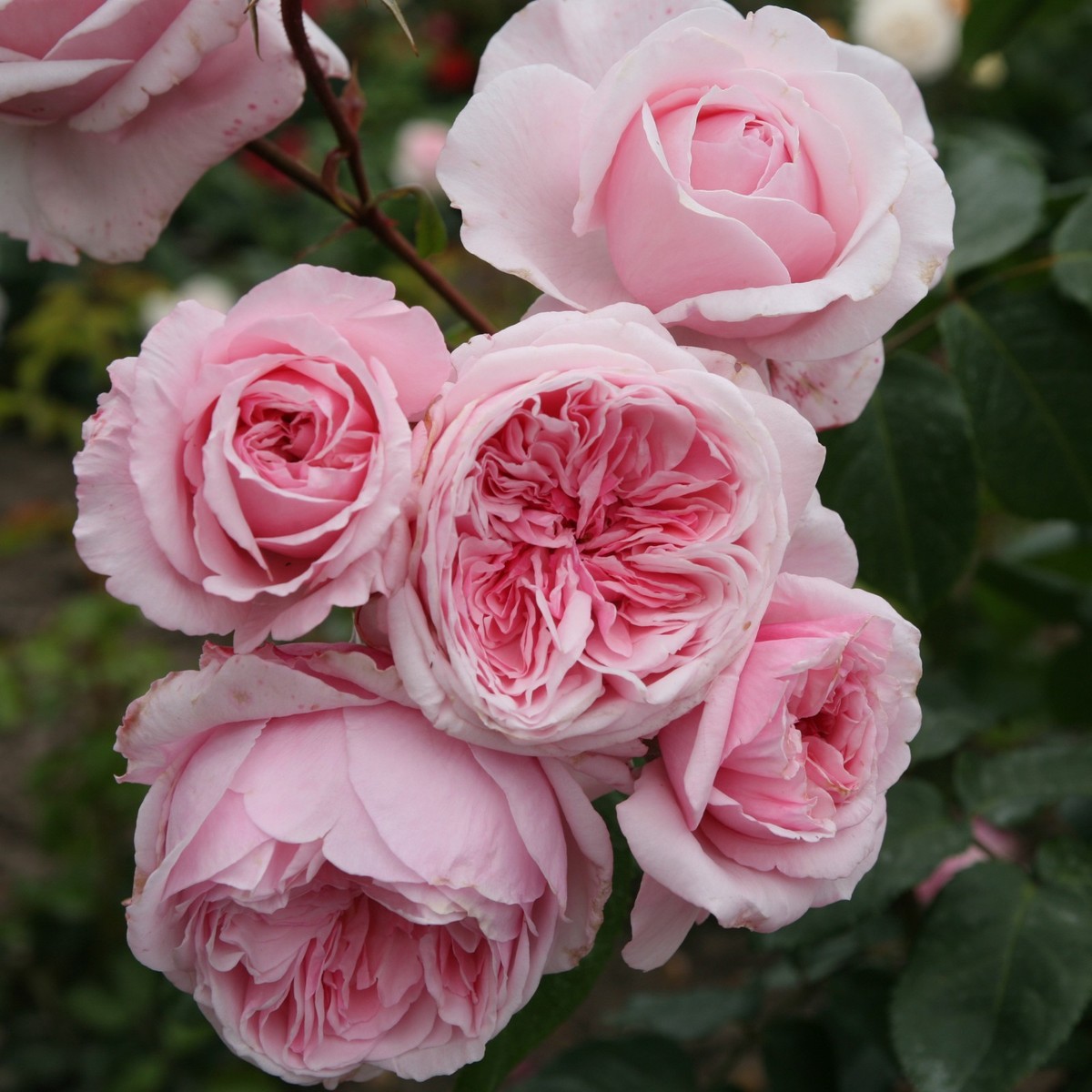 Kiss Me Kate Climbing Rose 1.5 Gal Pot, Fragrant Pink Flowers, Own