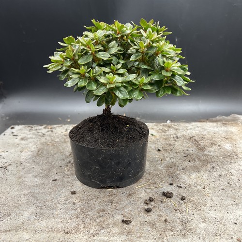 Shohin   Japanese Azalea Bonsai Tree - Picture 4 of 12