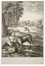 Wenceslas Hollar The stag State 2 2 Photo Print A4