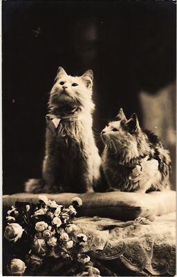 CPA AK CATS (1340483)