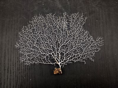 White Sea Fan Coral Gorgonia Ventalina (1 fan approx. 6-7+ inches)