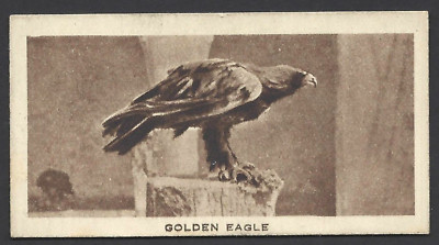 LLOYD (R) - ZOO SERIE - #8 DER STEINADLER