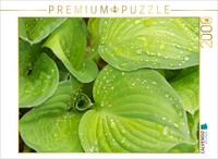 Calvendo Puzzle Green Hosta Leaves | 2000 Pieces, Finished Size 35.4 × 26.4 In (
