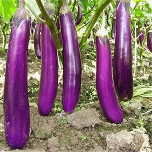 150pcs Eggplant seeds Rare Purple Long Eggplant Organic ...