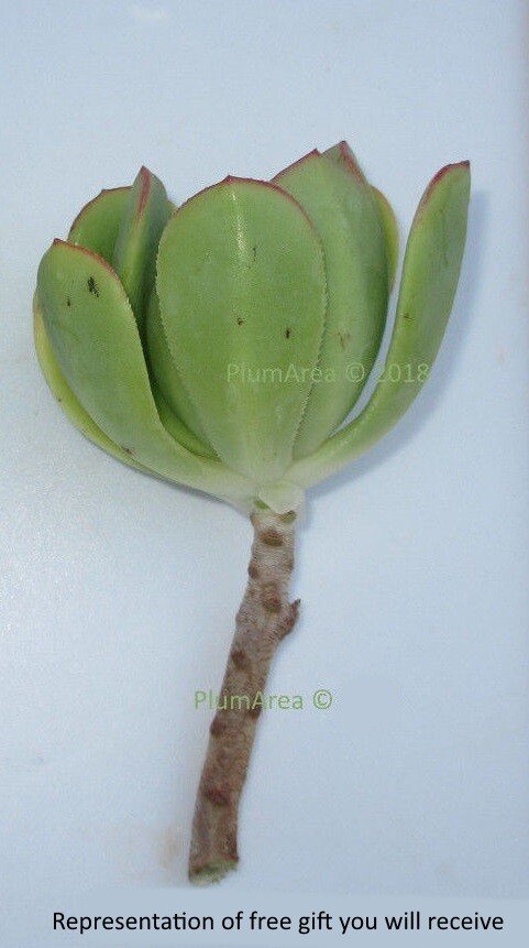 6 UNROOTED 4" Bigger Type Watch Chain Cutting Crassula Muscosa Succulent  Plant | eBay