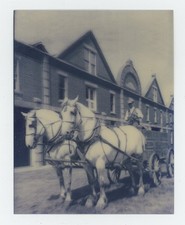 Percheron Draft Horse Team 1910 Custom-made Lenticular 3-D Picture
