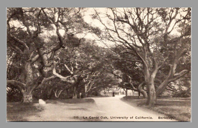 Le Conte Oak University California Berkeley Albertype Co. UNP DB c1907 Postcard