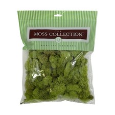 Reindeer Moss, Preserved Moss, Chartreuse, Medium 1-Pack