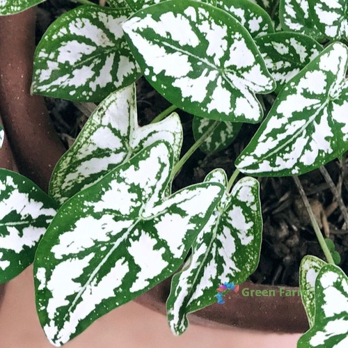 50 Samen Caladium weißes Blatt Elefantenohr Herz Jesus Engelsflügel Haus Gartenarbeit - Bild 1 von 15