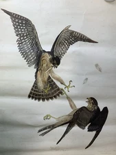 John James Audubon “Pigeon Hawk” 1833_ Hand-Colored Italian Lithograph