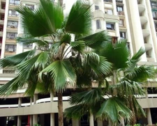 Pacifica Palm Fiji Pritchardia Fan Have An Amazing Amounts Of Variations 5 Seeds
