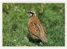 Chrome Postcard Animals Birds 4x6 Unposted Common Bobwhite