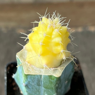 5-1207.Echinocereus triglochidiatus f aurea