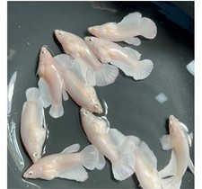 Female Betta Live Fish - X1 Dumbo White HMPK - Breeding Or Sorority