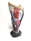 Antique 1930s Anatomical Model of Human Larynx, Throat