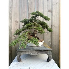 AWESOME! FATHER'S DAY GIFT - Procumbens Nana Juniper Bonsai, 16 YR, Strong Trunk