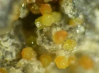 WAYLANDITE from  Schneeberg, Germany * VERY RARE & SUPERB SPECIMEN * 3,5 cm