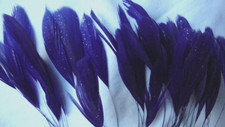 Purple Stripped Coque Feathers Glitter 15 Pcs 6-8" Hat Millinery Fascinator