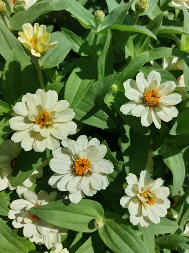 200 SEMI🏵ZINNIA ANGUSTIFOLIA 15-25cm 🌼ZINNIA A FOGLIA STRETTA MIX 🌺2024 - Foto 4 di 10