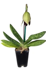 Paphiopedilum Magic Cherry.  Blooming  Maudiae Eureka, Lady Slipper Orchid Rare