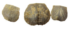 Devonian Independence Shale brachiopod fossil Iowa Douvillinaria variabilis #2