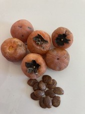 Native American Persimmon SEEDS--TN Grown