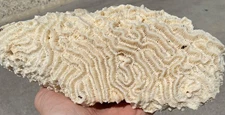8” Huge Brain Coral Cluster Colony Maze Natural Dried Seashell Fossil A+