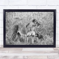 Wild Kenya Black & White Africa Amboseli Lions Lion Masai Mara Safari Print