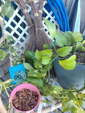 44g Premium mix Snail Food 4ALL Bottom Feeders Freshwater fish shrimp frogs too