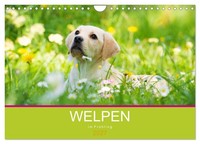 "Calendar 2027 · US Version · Puppies In Spring (Wall Calendar 2027 12\" × 8\" Land"