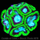 Corals of Eden ~ WYSIWYG Live Coral Frag ~ GI Joe Favia ~ LPS SPS Soft Coral — photo 2