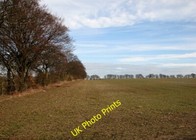 Photo 6x4 Blackberry Belt and trees on the skyline Weston Colville Windy  c2015