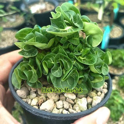 Dorset Horn 'CHOK-DEE-MEE-SUK' Adenium Arabicum Desert Rose Wavy Leaves 10seeds.