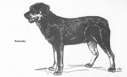 Rottweiler - CUSTOM MATTED - 1962 Vintage Dog Art Print - Cook