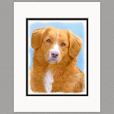 Golden Retriever Canadian Duck Toller Nova Scotia Duck Tolling
